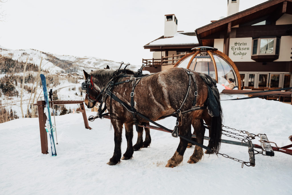 stein eriksen sleigh ride winter